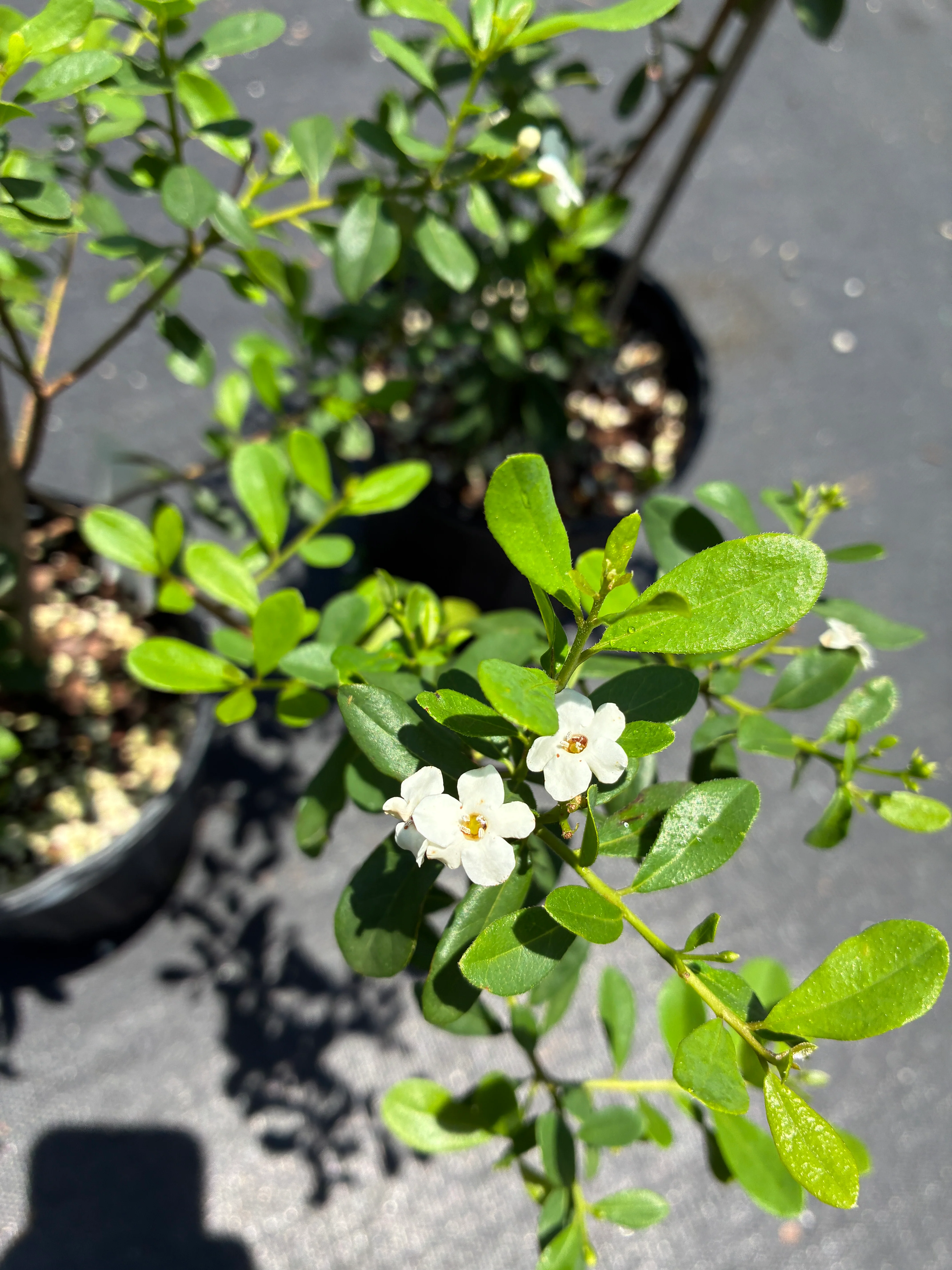 Flowering Trees & Shrubs