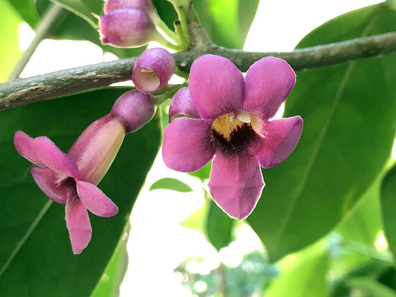 Most Gifted Plants